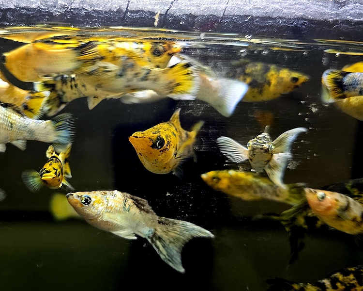 Calico Mollies ~ 4cm